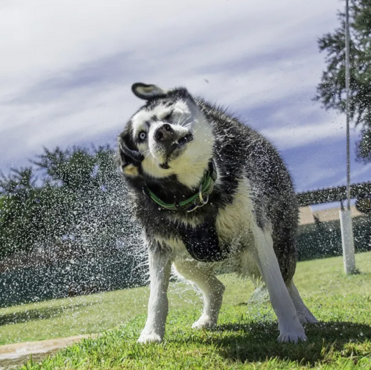 Beware of Heatwaves: Protect Your Pets from Heatstroke! - Foba Paws: Terrier Haven