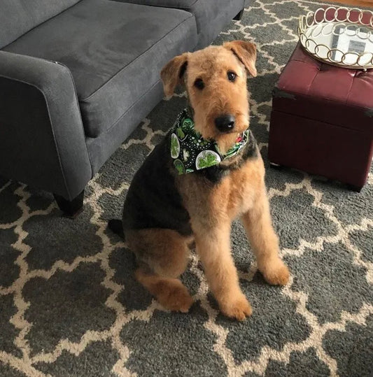 The-Versatile-Airedale-Terrier-Why-is-it-Called-the-King-of-Terriers Foba Paws: Summer Pet Essentials Store