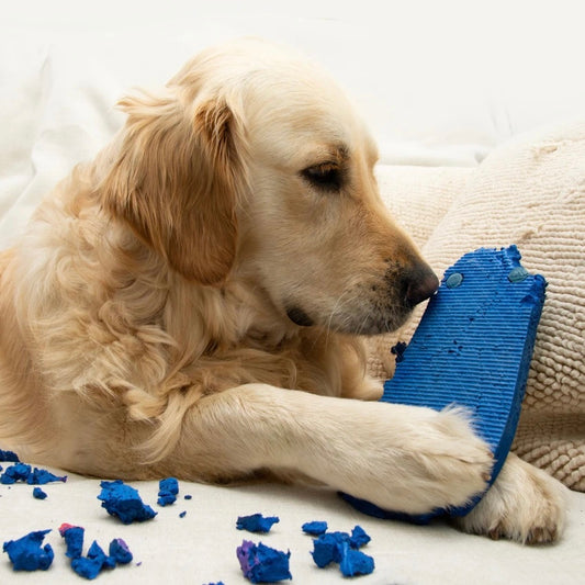 The Hazards of Dogs Chewing Shoes and the Perfect Solution: Dog-Proof Shoes - Foba Paws: Terrier Haven