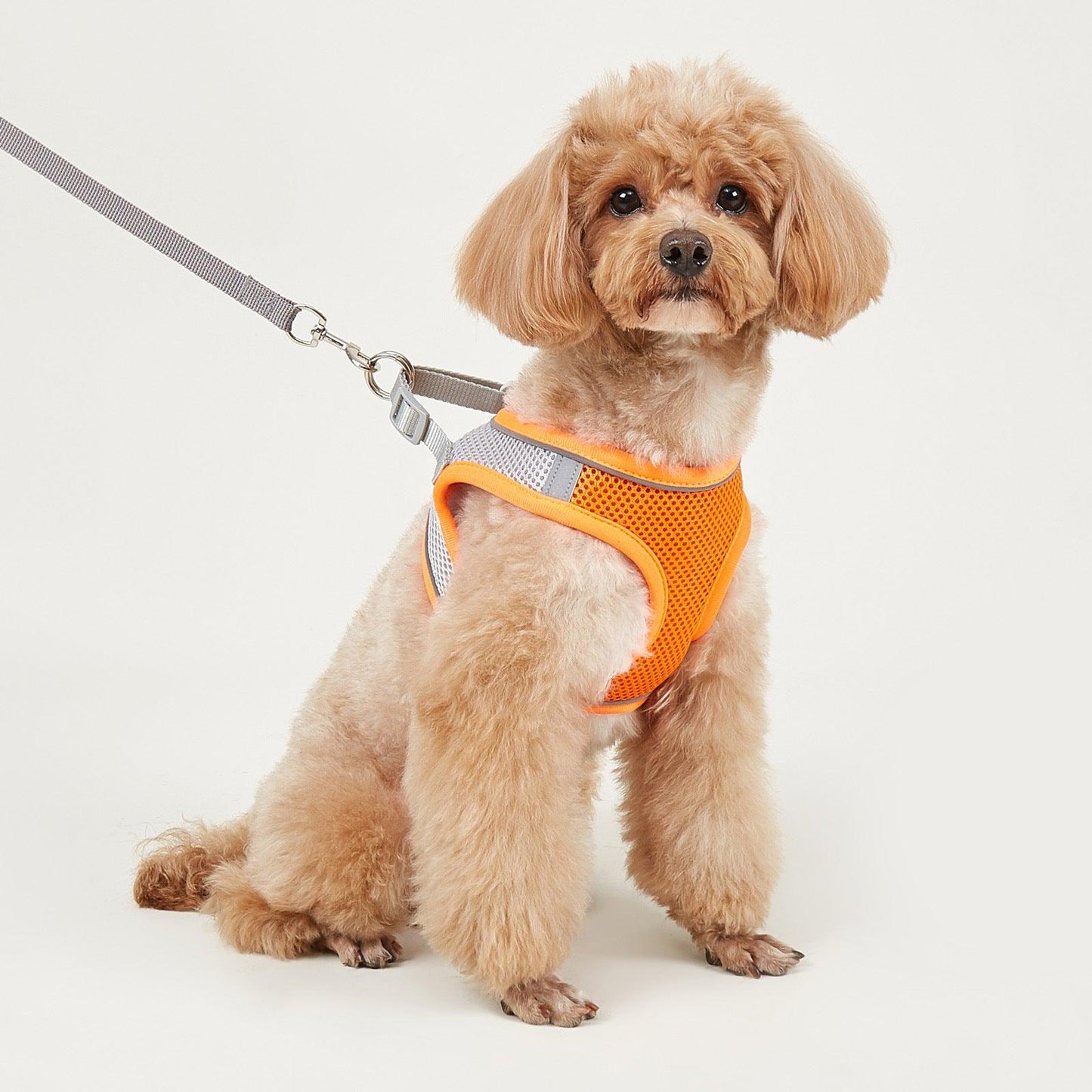 Foba Paws | Terrier Puppy Mesh Harness for breathability - Foba Paws: Terrier Haven