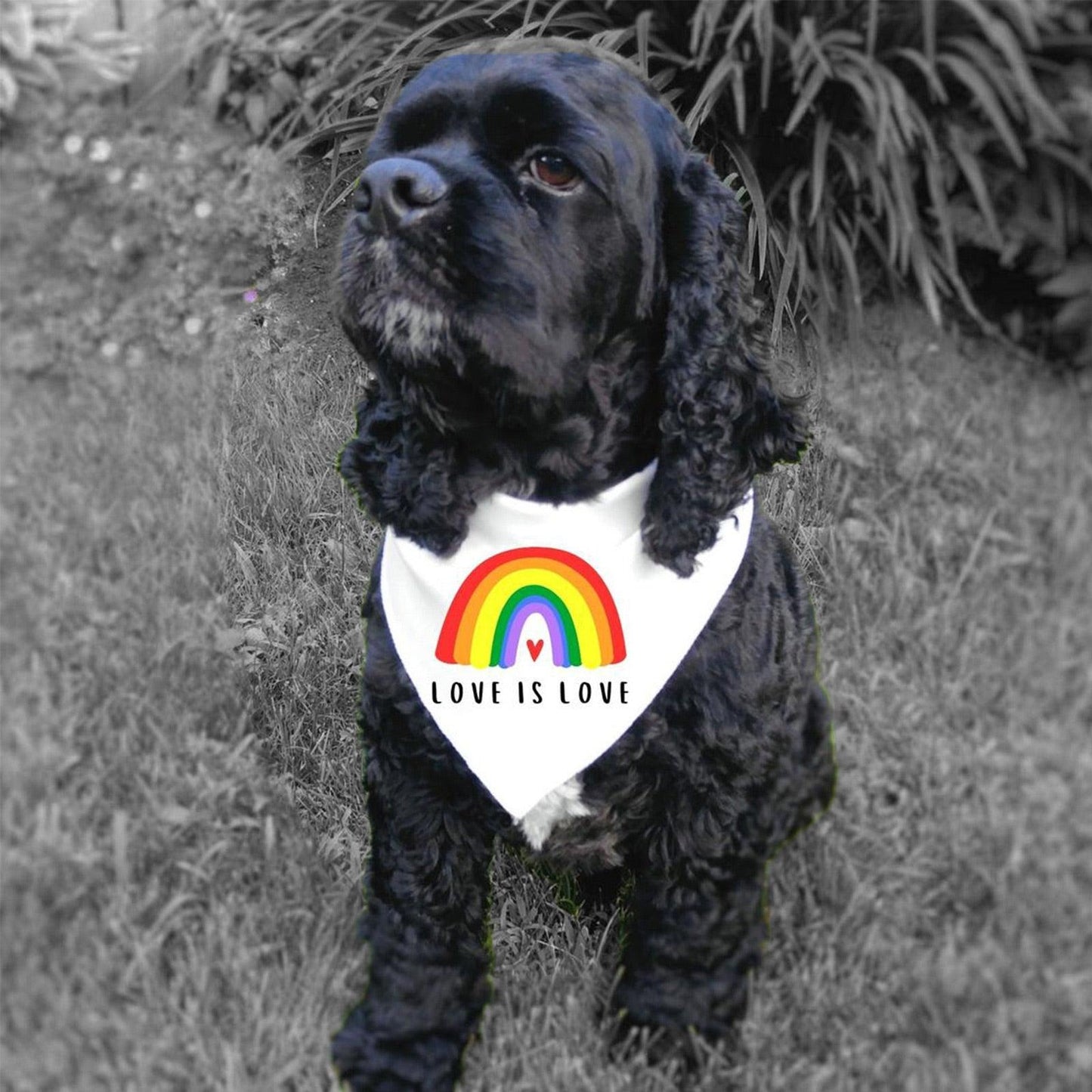 Foba Paws | Rainbow Q Pet Lip Scarf Pride Month Festival Headband - Foba Paws: Terrier Haven