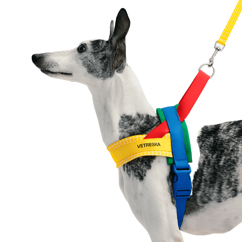 Foba Paws | Rainbow Q-Pet anti-slip grip leash set - Foba Paws: Terrier Haven