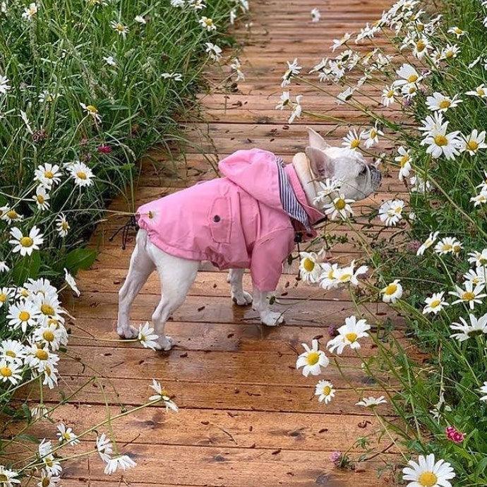 Foba Paws｜Pinky Power Trendy Raincoat for Pet - Foba Paws: Terrier Haven