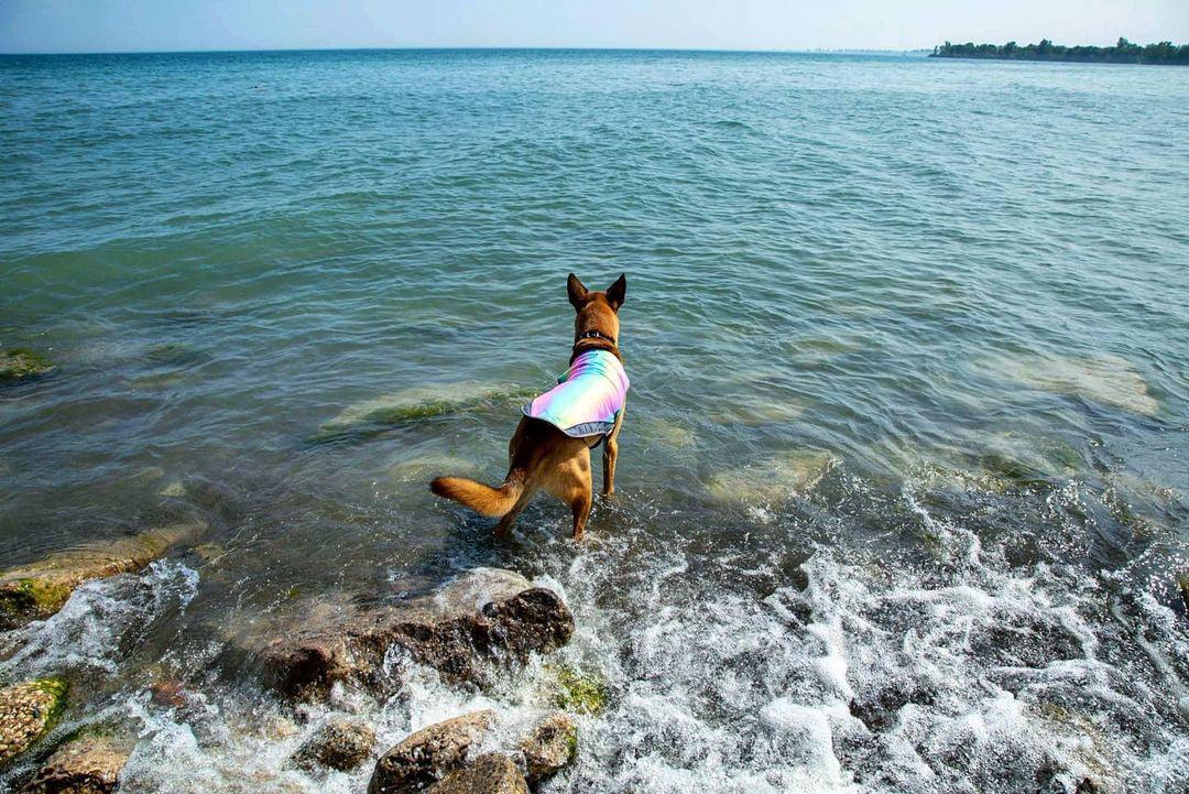 Foba Paws｜Terrier Cool Summer Cooling Vest - Foba Paws: Terrier Haven