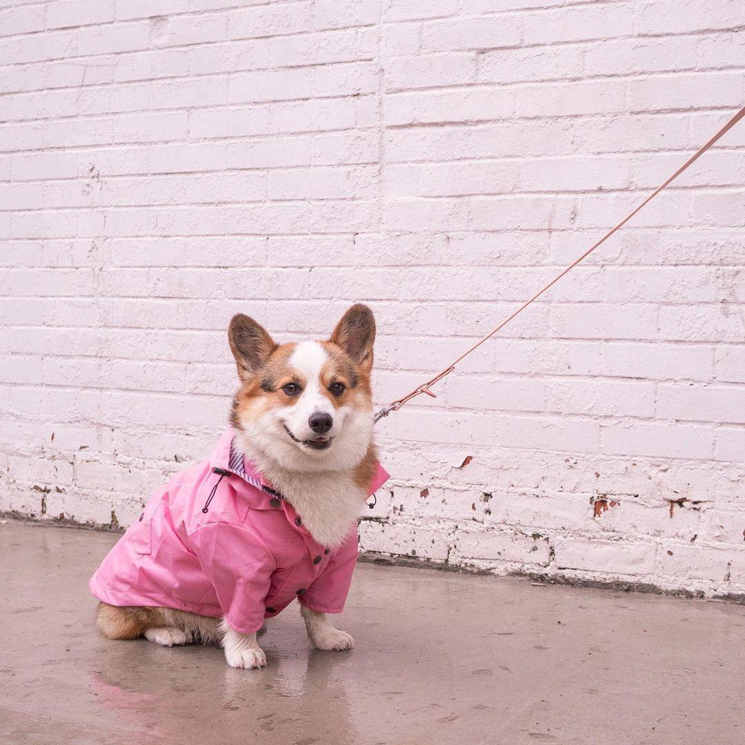 Foba Paws｜Pinky Power Trendy Raincoat for Pet - Foba Paws: Terrier Haven