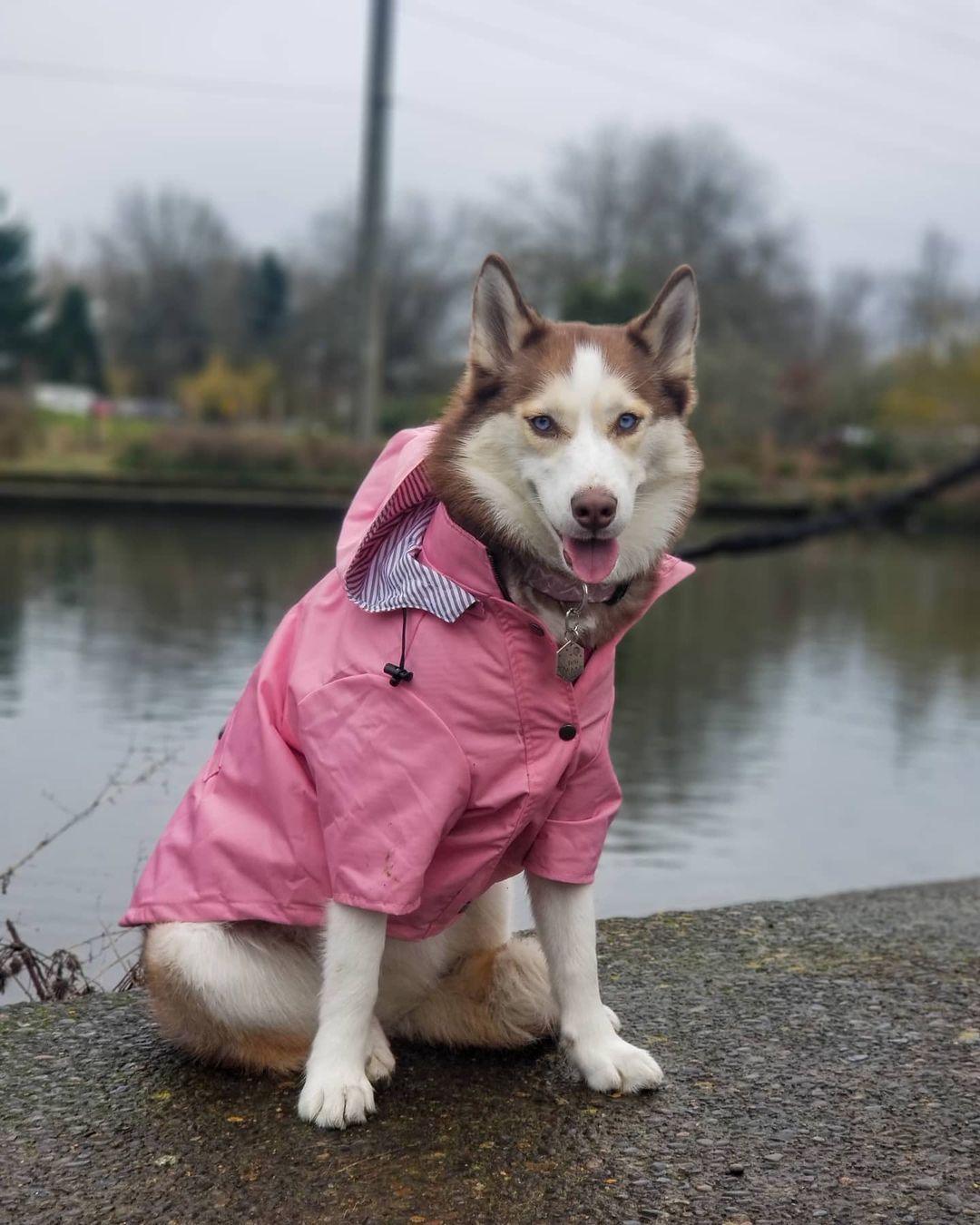 Foba Paws｜Pinky Power Trendy Raincoat for Pet - Foba Paws: Terrier Haven