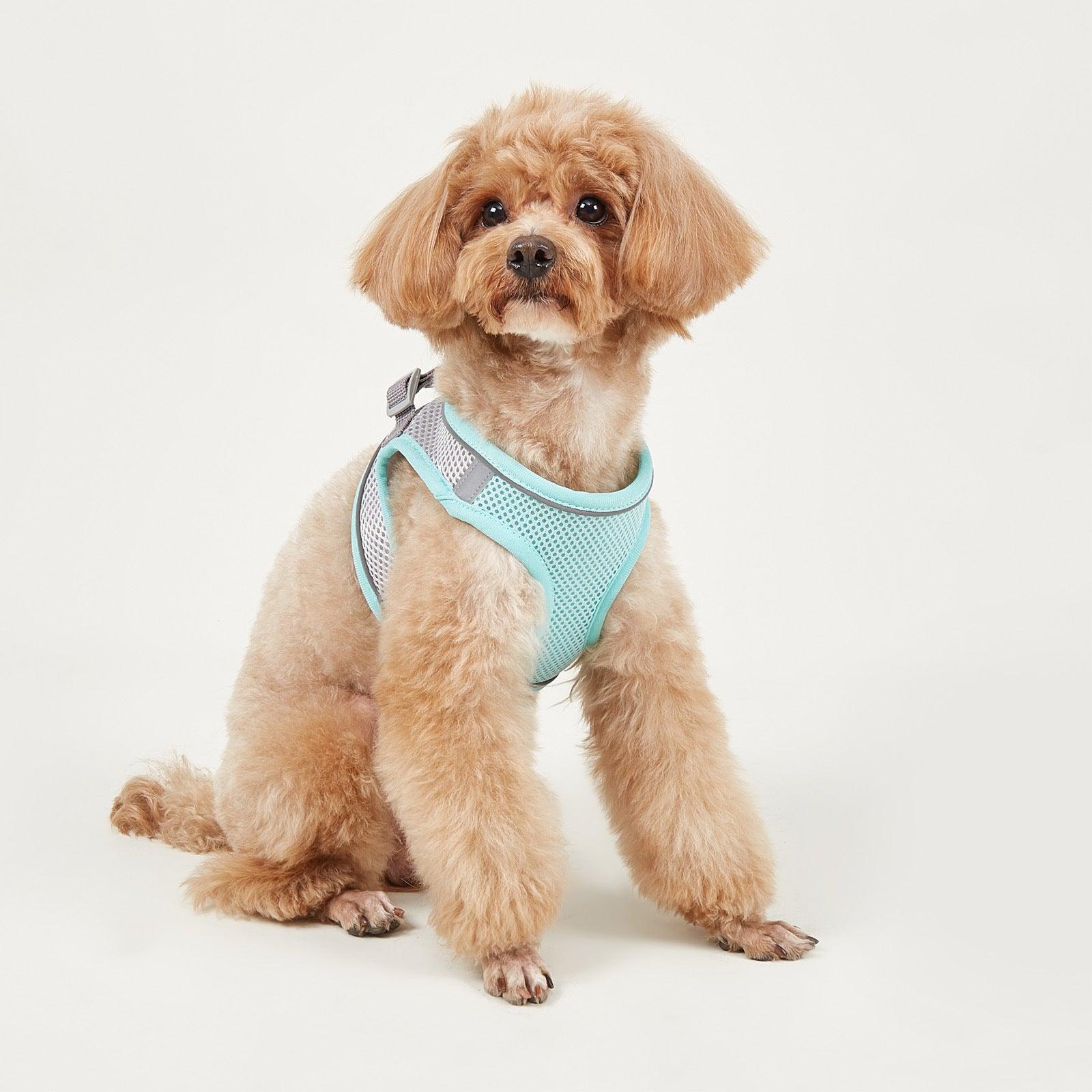 Foba Paws | Terrier Puppy Mesh Harness for breathability - Foba Paws: Terrier Haven