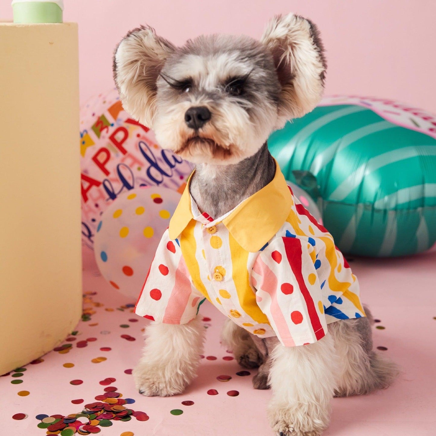 Foba Paws｜Small terrier breeds Rainbow Dots LGBTQ Pride Summer Shirt - Foba Paws: Terrier Haven