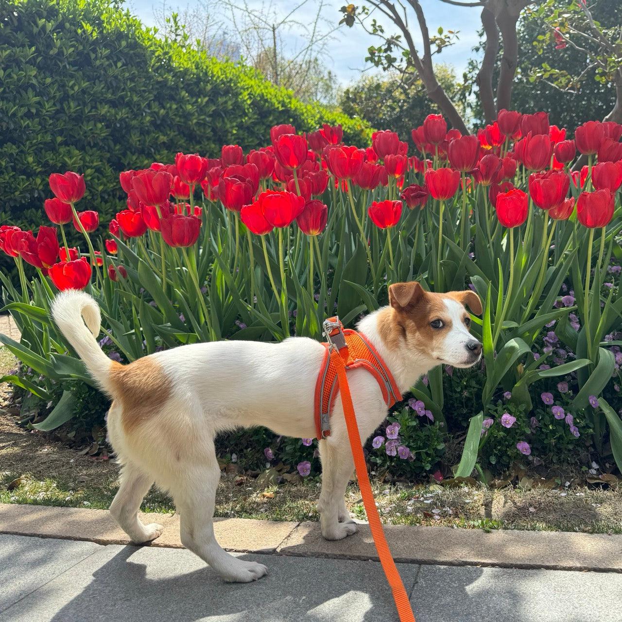 Foba Paws | Terrier Puppy Mesh Harness for breathability - Foba Paws: Terrier Haven